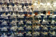 You find all kinds of goods in the city