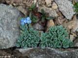 Forget me not, Myosotis Sylvatica