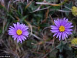 Aster Alpinus, Alpine Aster