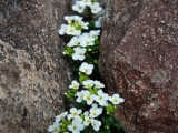 Rock Cress, Arabis Sp.