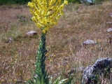 Mullein, Verbascum Sp. 
