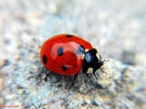 Ladybird