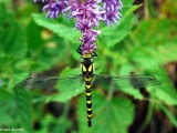 Cordulegaster Boltonii, Golden-ringed Dragonfly