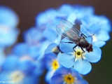 Forget me not, Myosotis Sylvatica
