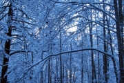 Thick vegetation often poses a difficulty