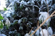 Looking east or just trying (!) due to the extremely thick jungle at the CP 41N 41E Şenyuva, Rize