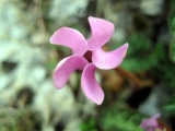 You are likely to come upon cyclamens, the courier of autumn anywhere you scale in Taurus Mountains