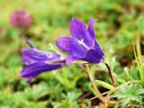 Campanula Sp. Bell Flower