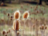 Teasels, widely seen in Anatolian woods used to be a handy tool for textile processsing