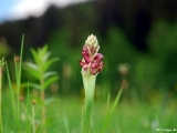 Anacamptis Coriophora Subsp. Fragrans Orchid, Şavşat - Artvin