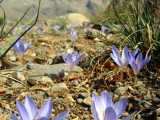 The Taurus Mountains get decorated with crocuses by the time autumn sets in.