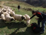 Friendliest sheep ever seen.