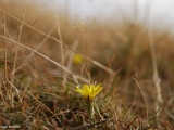 lactuca saligna - willowleaf lettuce
