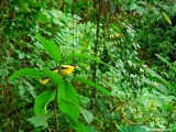 We are having a brief encounter with the rather shy Golden Oriole, Kuala Lumpur Bird Park