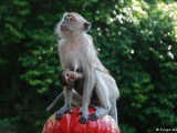 These smart macaque monkeys are looking so cute at the first glance, albeit very fierce and dangerous to approach. Batu Cave Hindu Temple, Kuala Lumpur