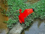Eudocimus Ruber, Scarlet Ibis is absolutely stunning