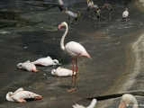 A fellow in the bird park: flamingos