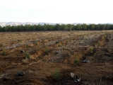 Our saplings are seen in these rows