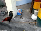 Your rooster may run off