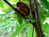 Bohol Island stands out for Tarsiers
