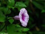 Batad's intact flora