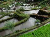 Batad Rice Terraces
