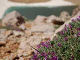 A kind of Milk-vetch (Astragalus) and Lake Karagol