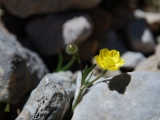 A kind of Buttercup (Ranunculus)