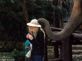 Elephants in Chiang Mai