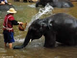 Elephants in Chiang Mai