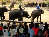 Elephants in Chiang Mai