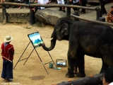 These smart elephants can draw pictures!