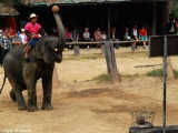 An elephant playing basketball!